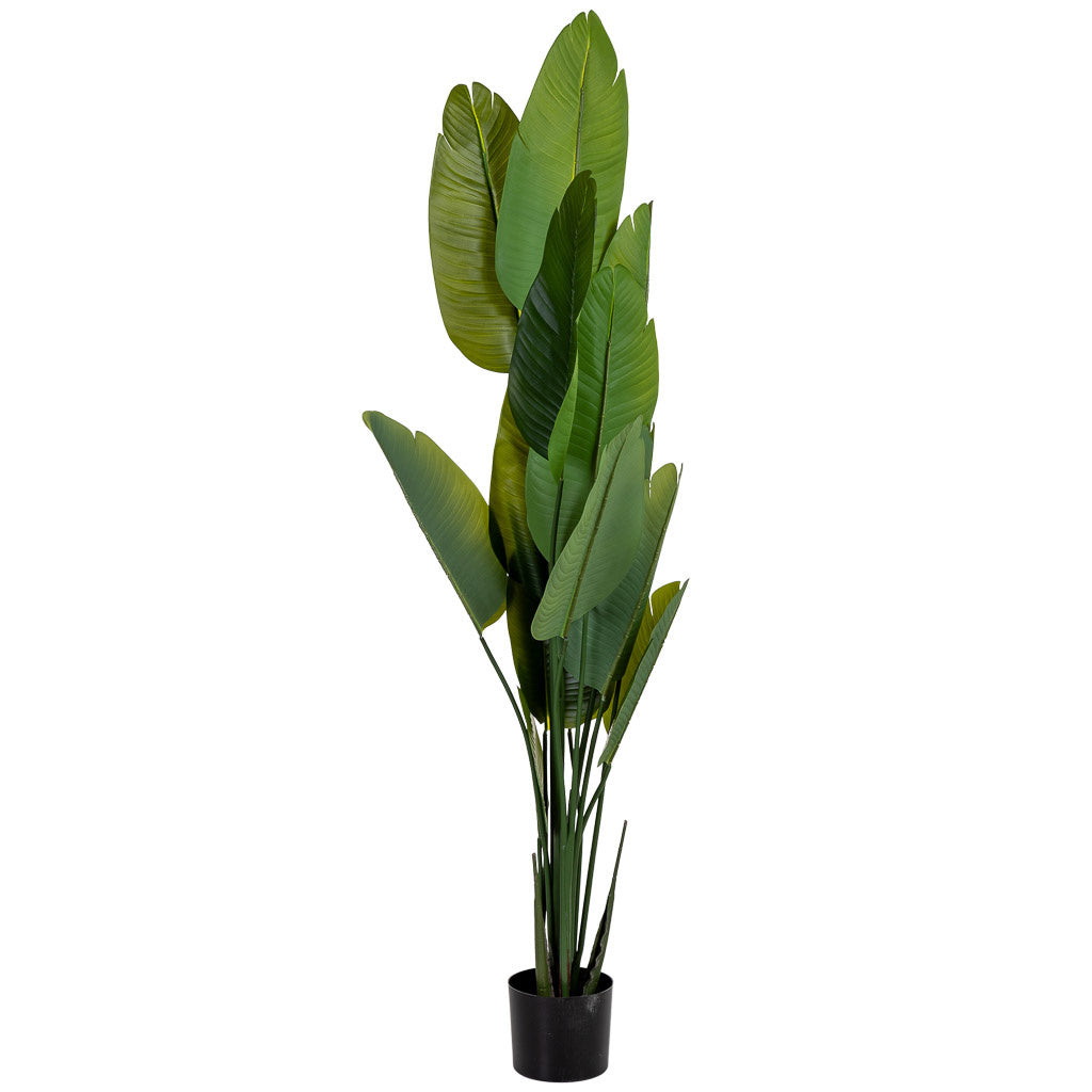 Planta sterlitzia