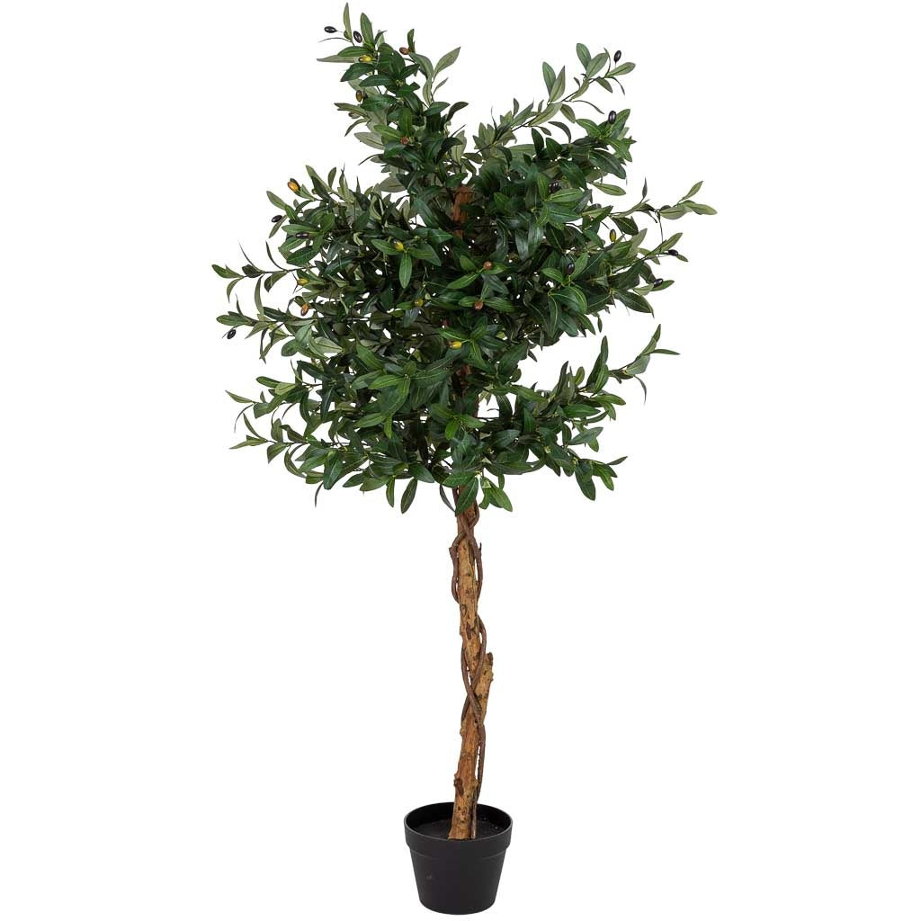 Arbol olivo