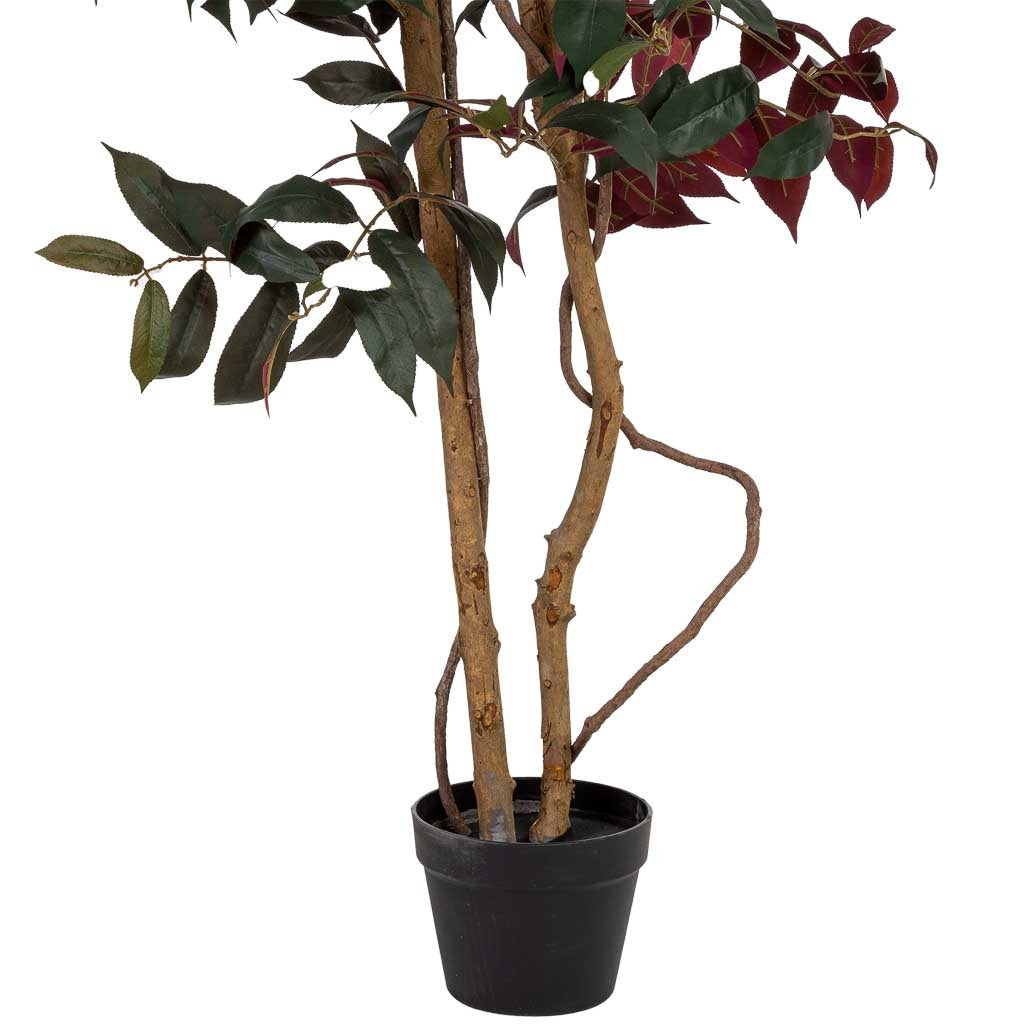 Arbol