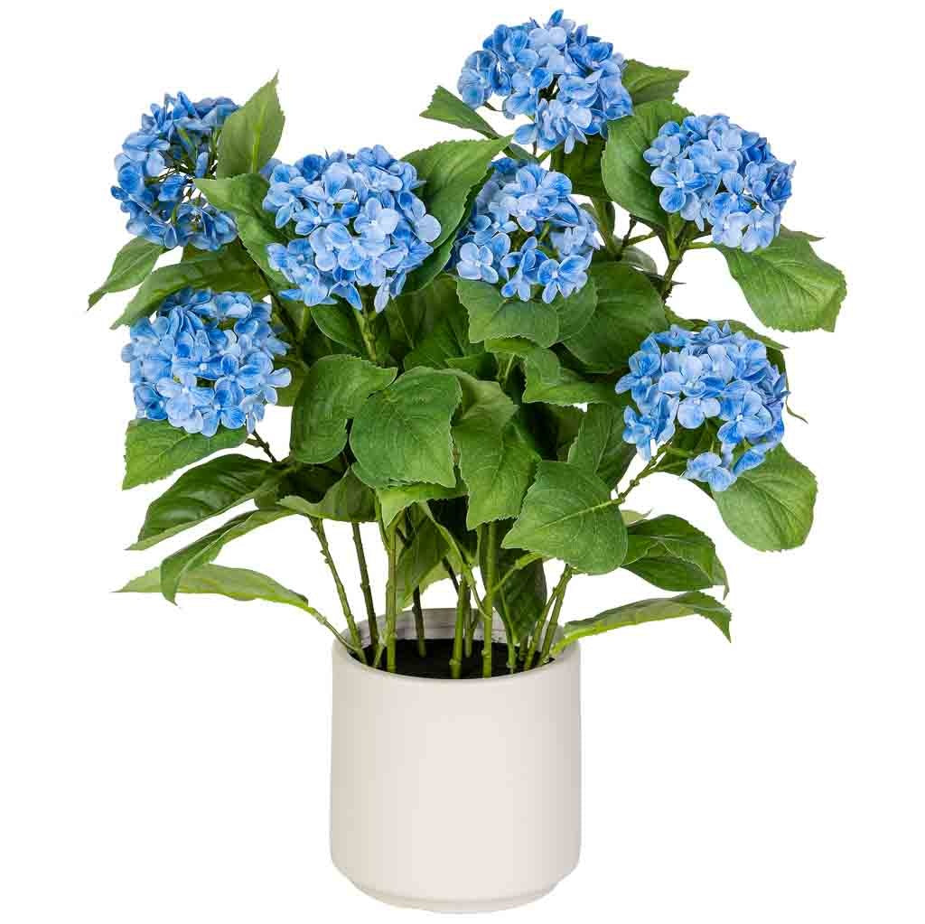 Hortensia