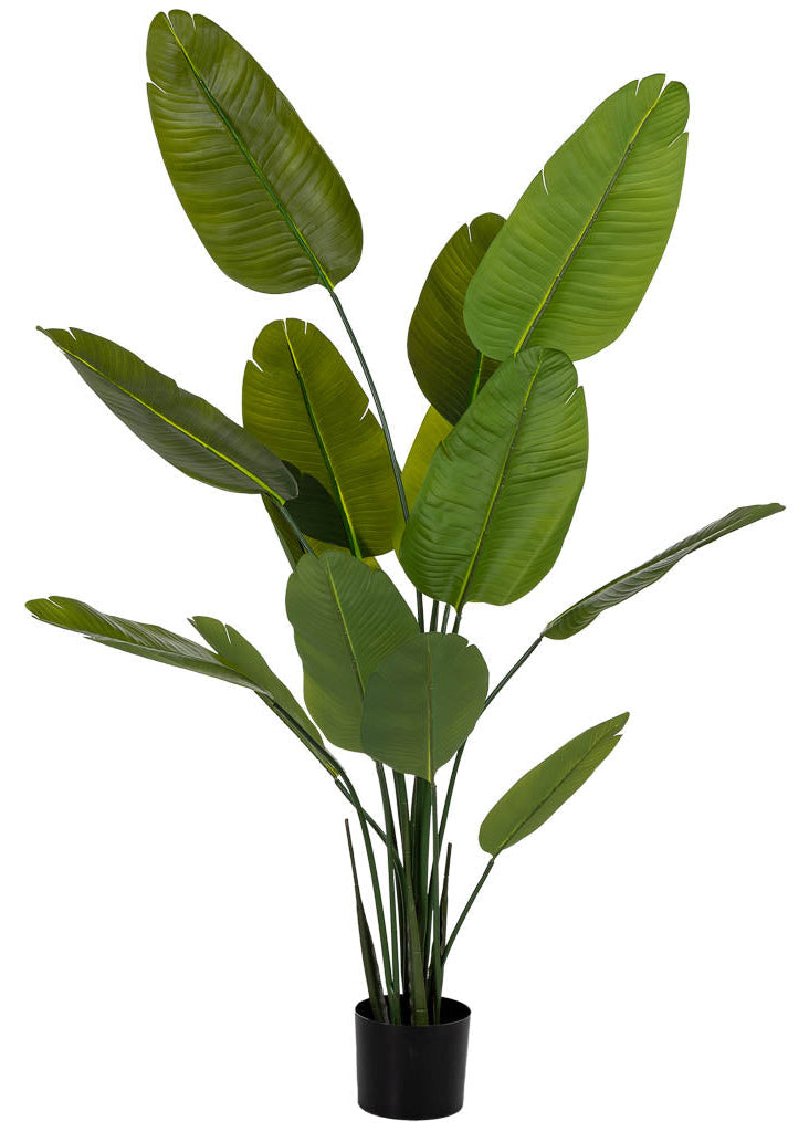 Planta sterlitzia