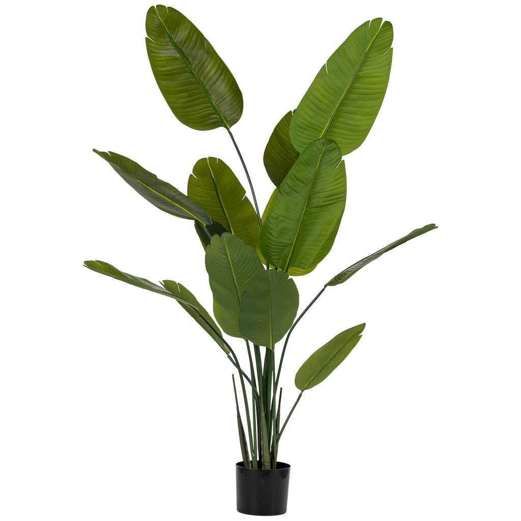 Planta sterlitzia
