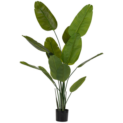 Planta sterlitzia
