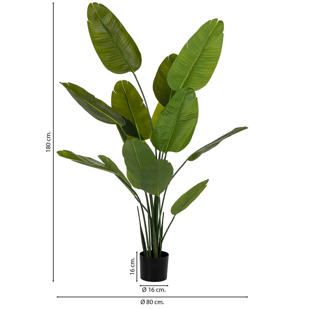 Planta sterlitzia