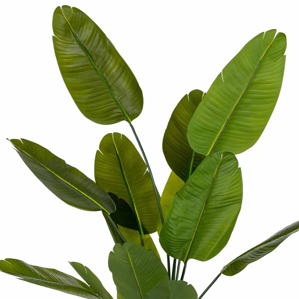 Planta sterlitzia