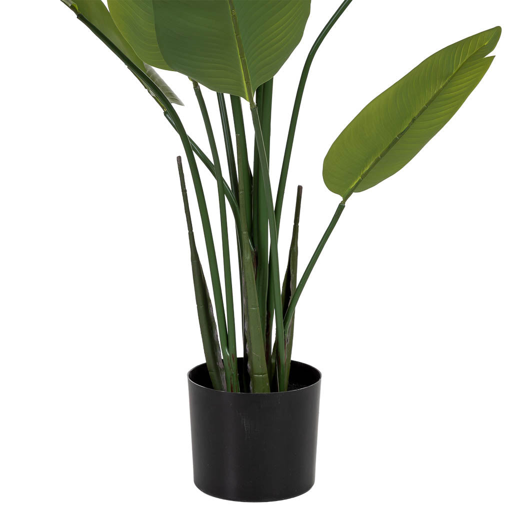 Planta sterlitzia