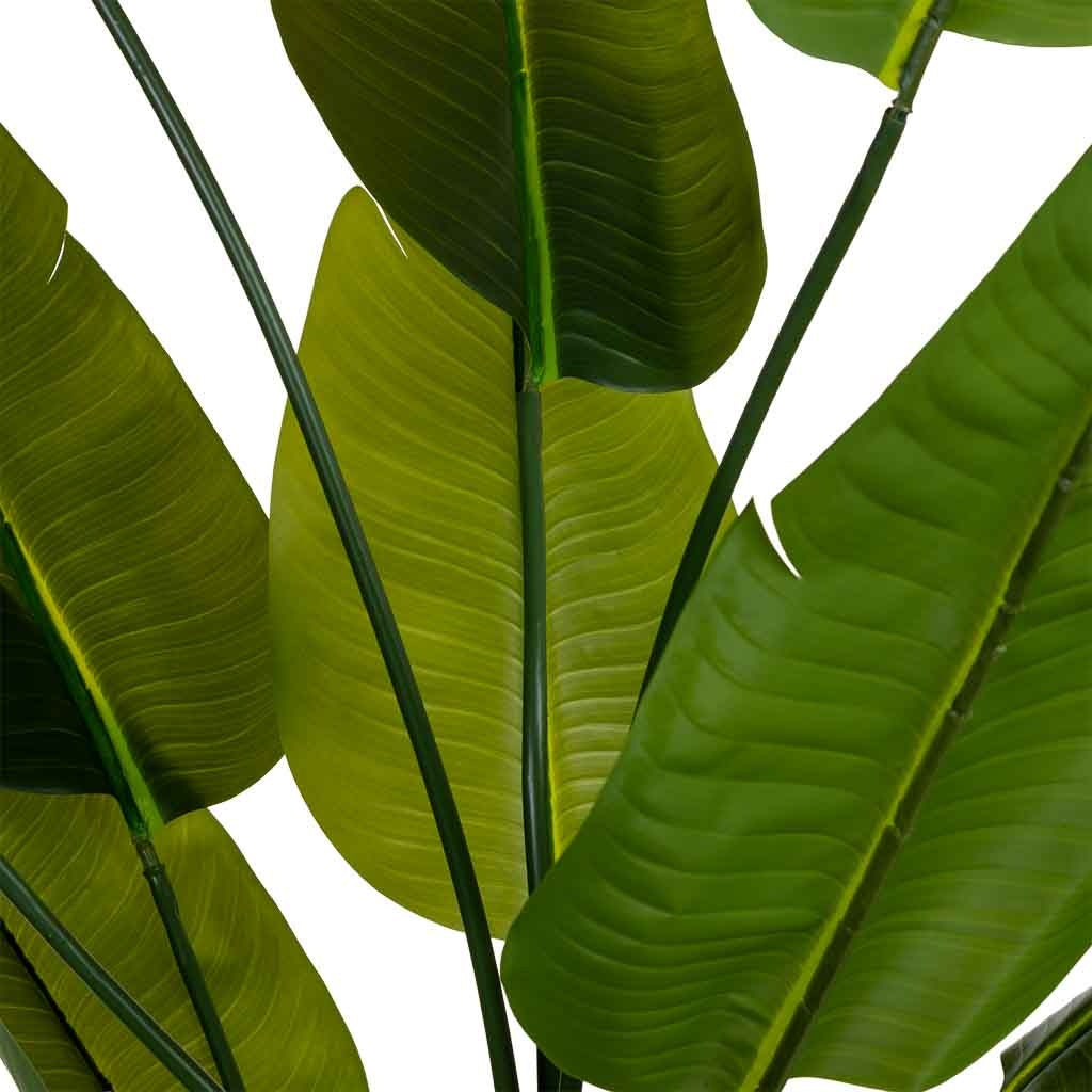 Planta sterlitzia