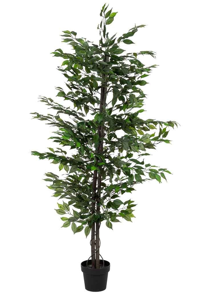 Planta