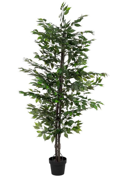 Planta