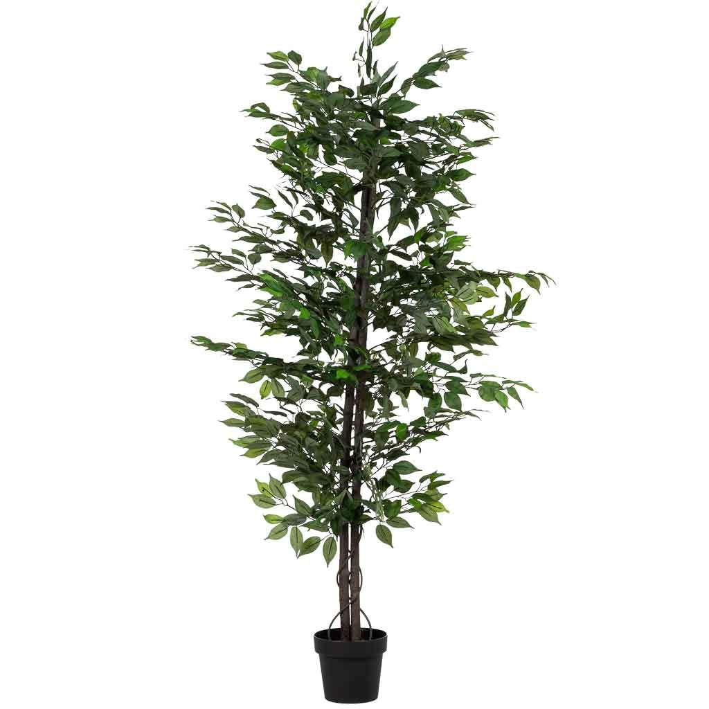 Planta
