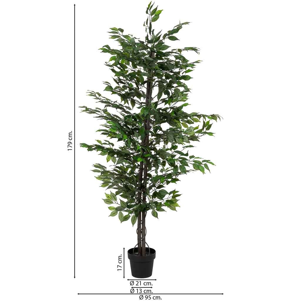Planta