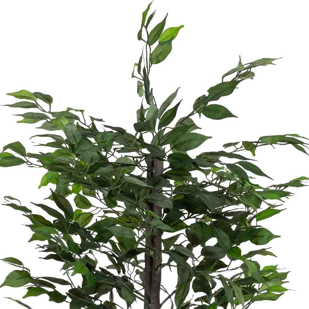 Planta