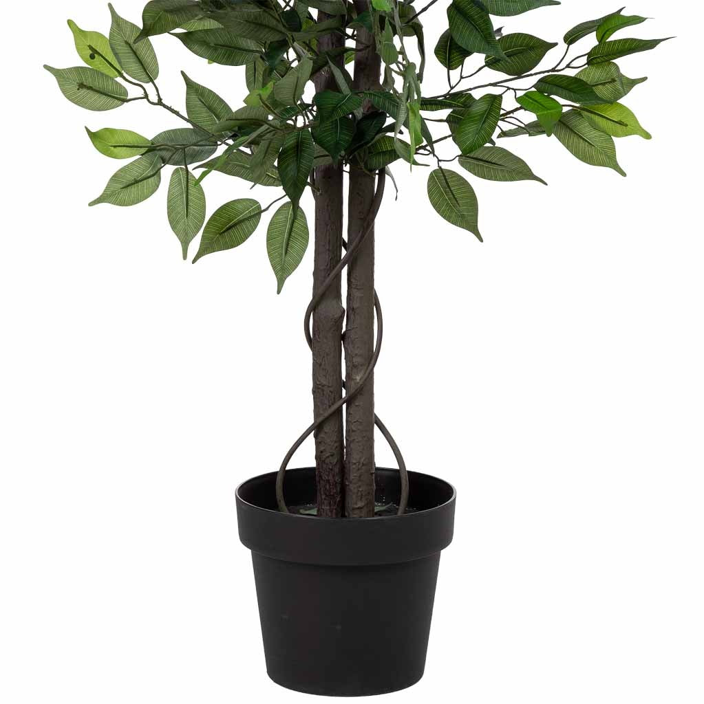 Planta