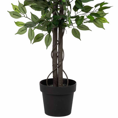 Planta