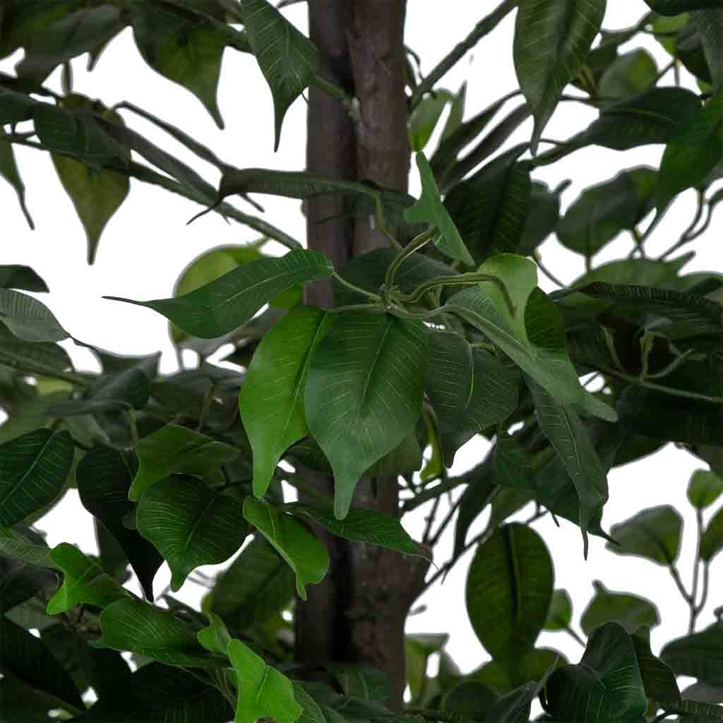 Planta