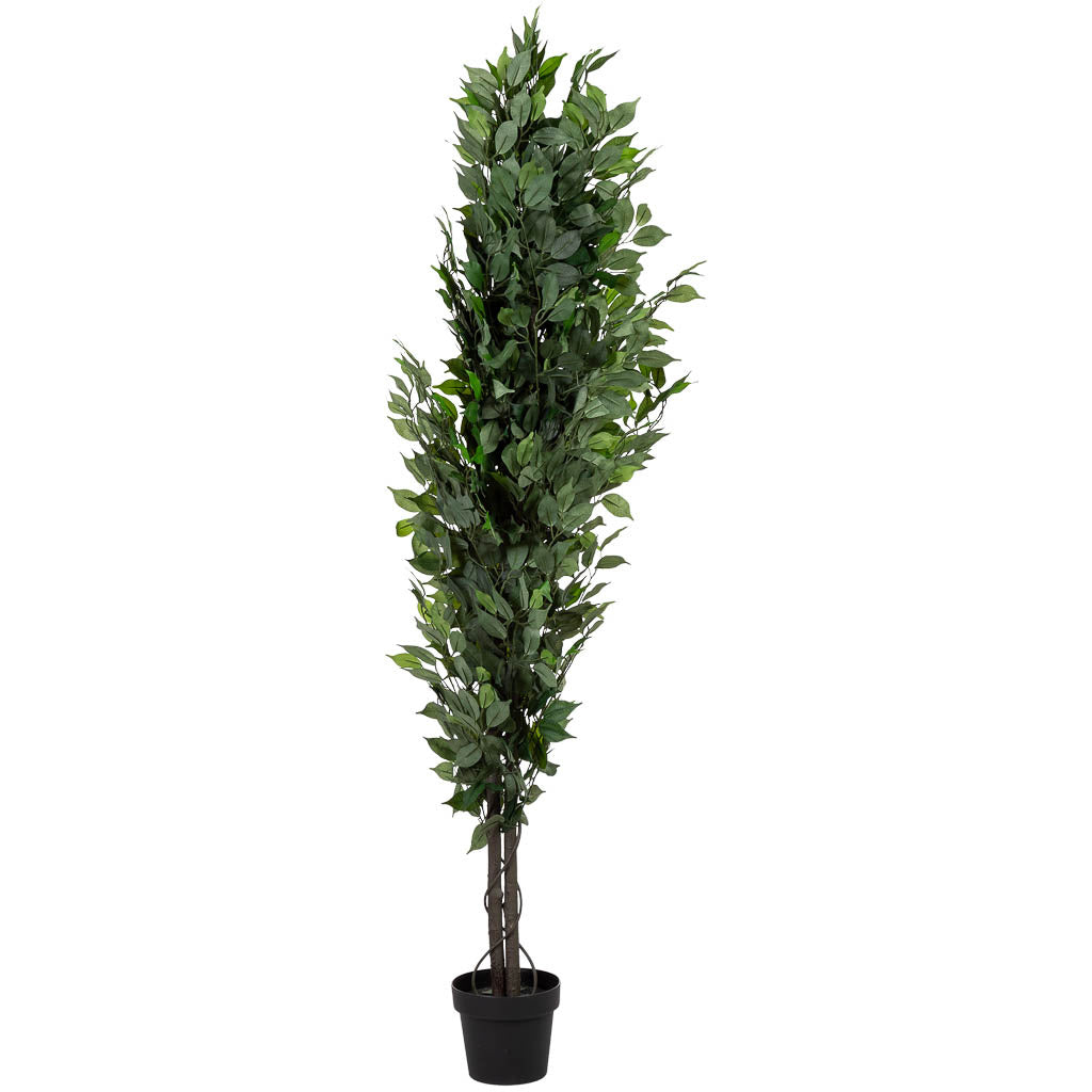 Planta