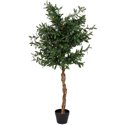 Arbol olivo