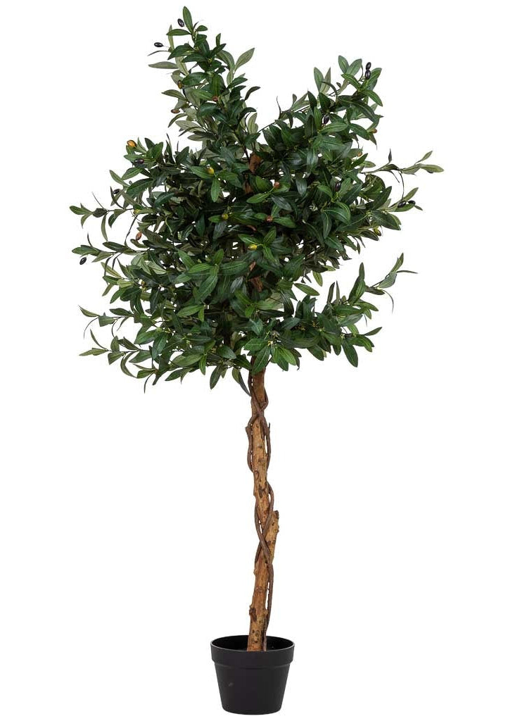 Arbol olivo