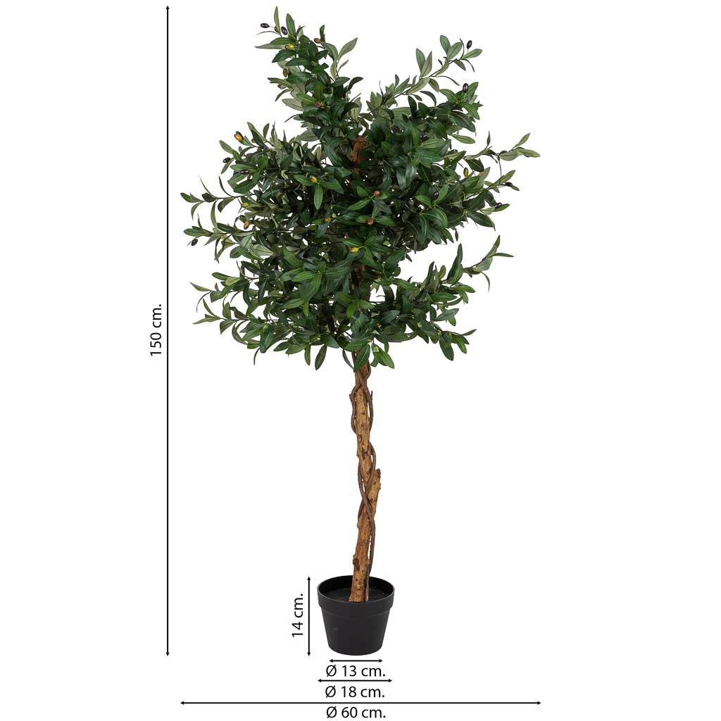 Arbol olivo