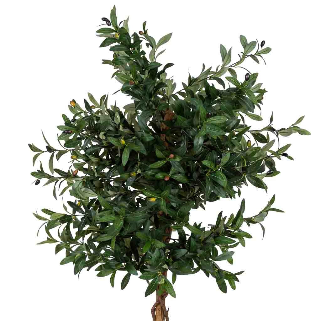 Arbol olivo
