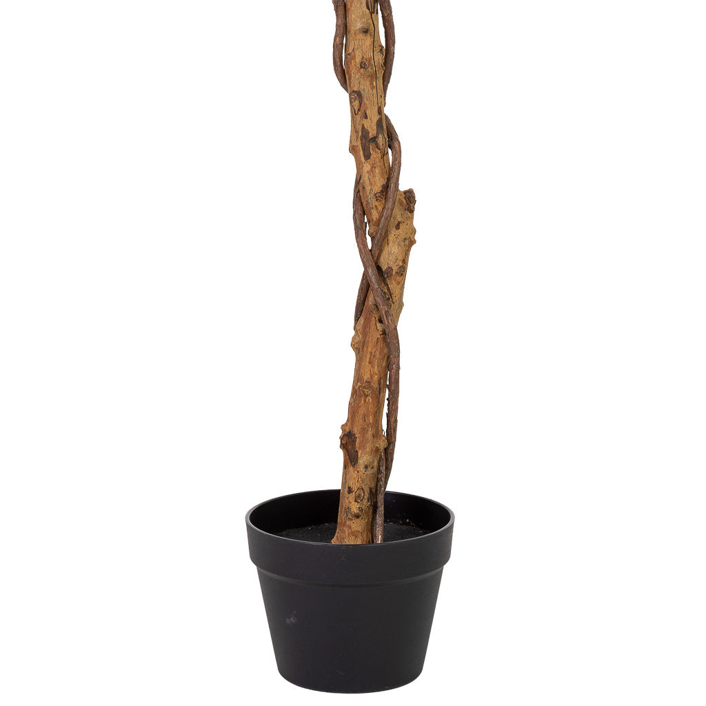 Arbol olivo