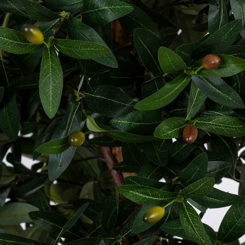 Arbol olivo