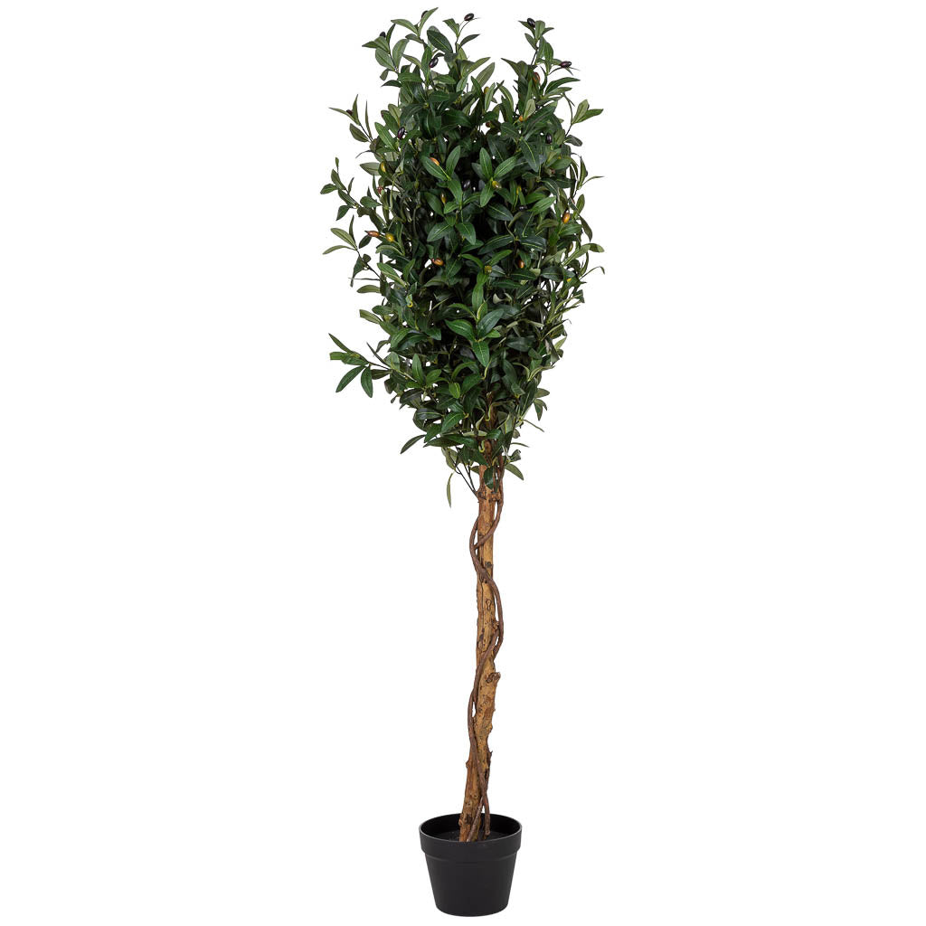 Arbol olivo
