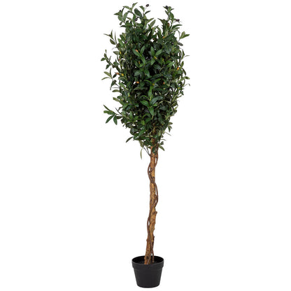 Arbol olivo