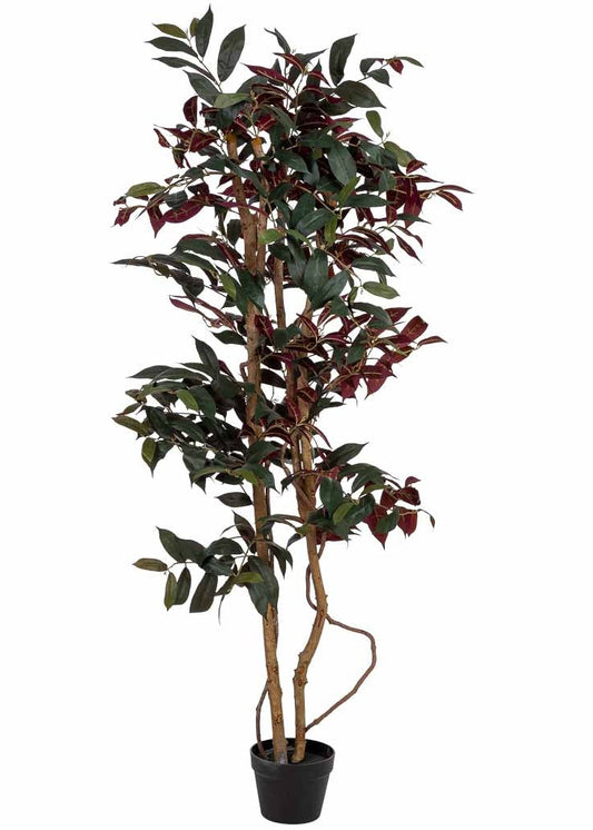 Arbol