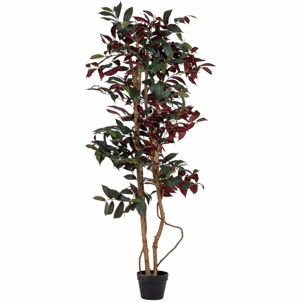 Arbol