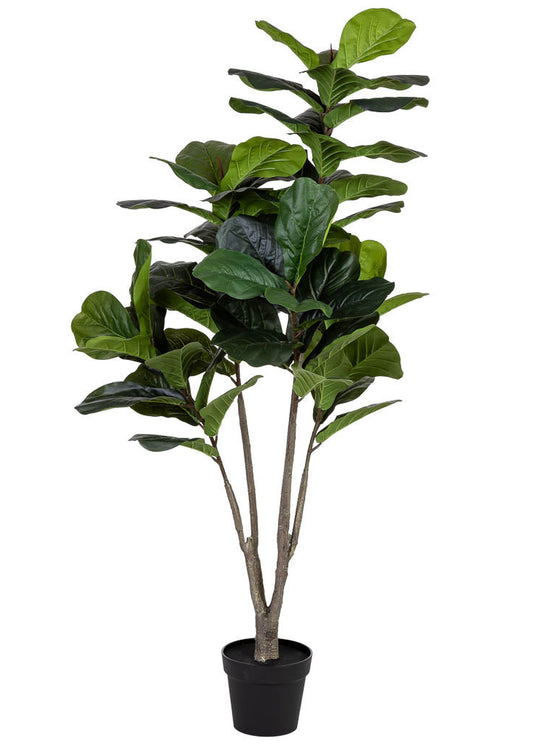 Planta Ficus