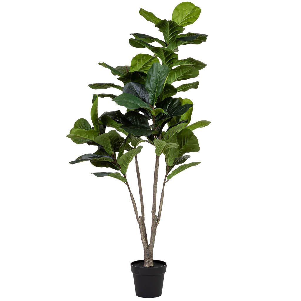 Planta Ficus
