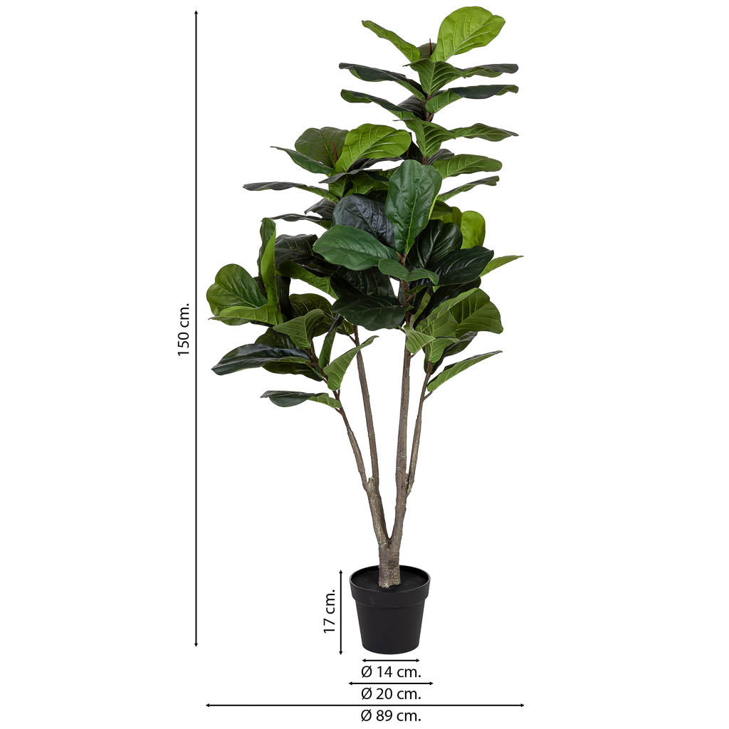 Planta Ficus