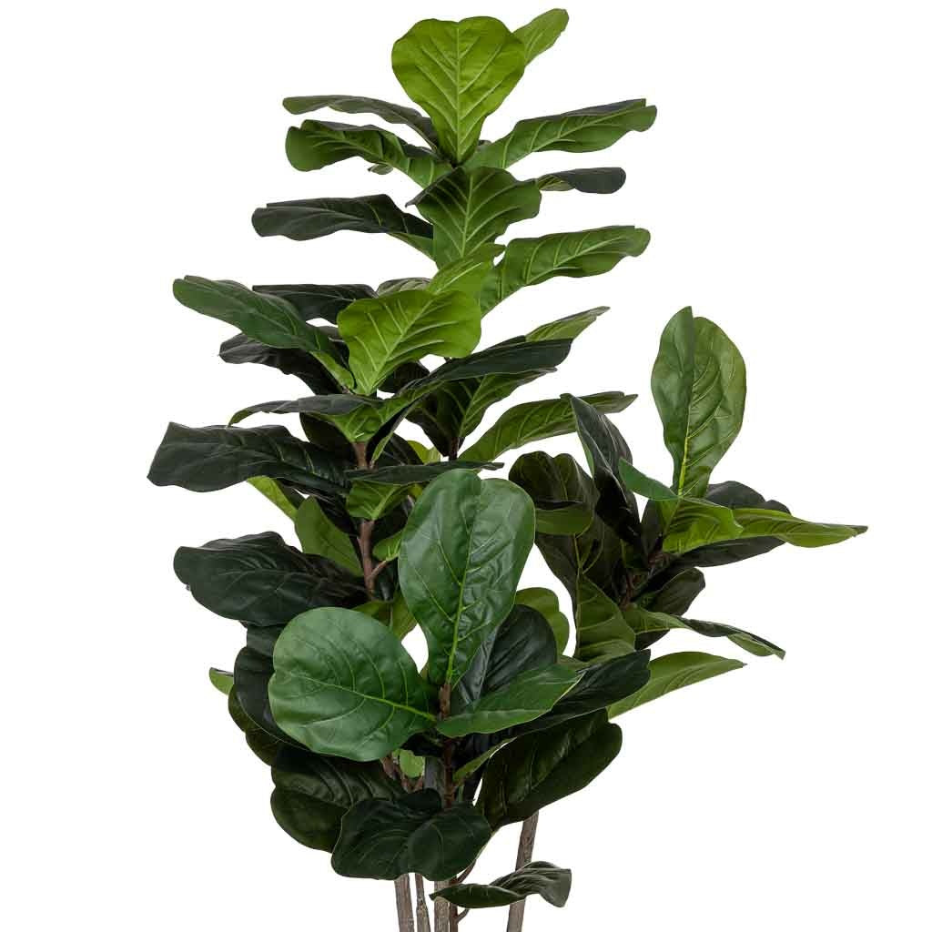 Planta Ficus