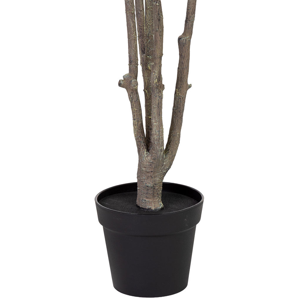 Planta Ficus