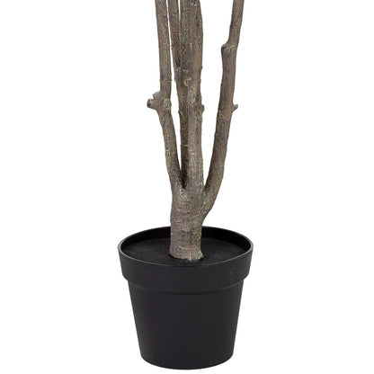 Planta Ficus
