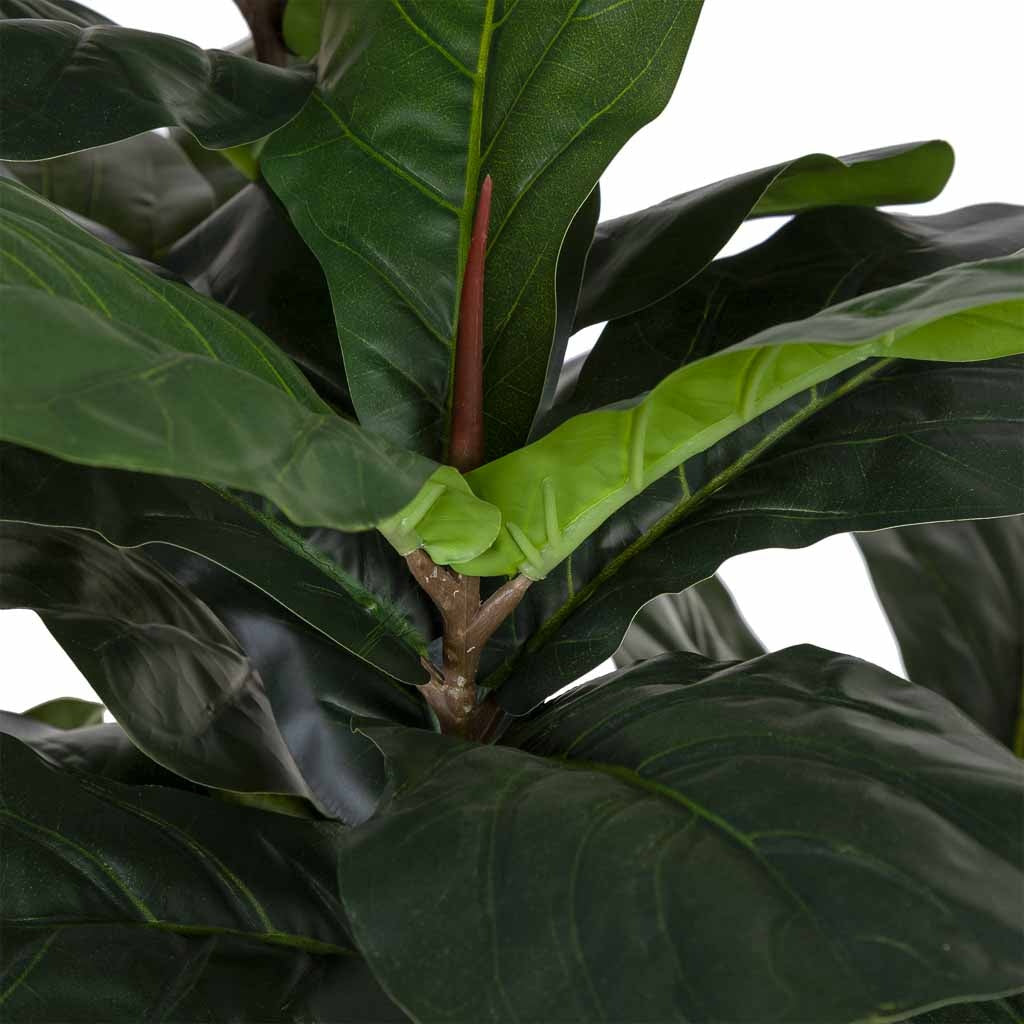 Planta Ficus