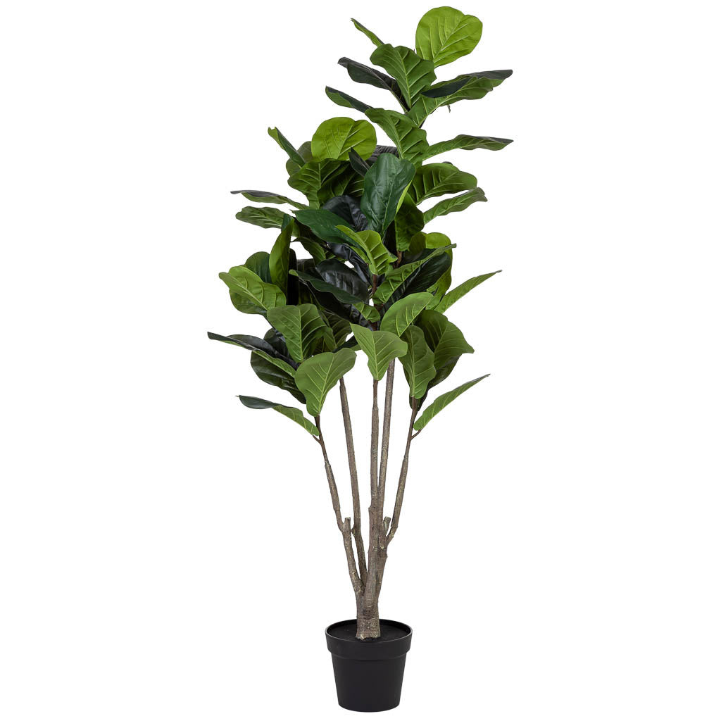 Planta Ficus