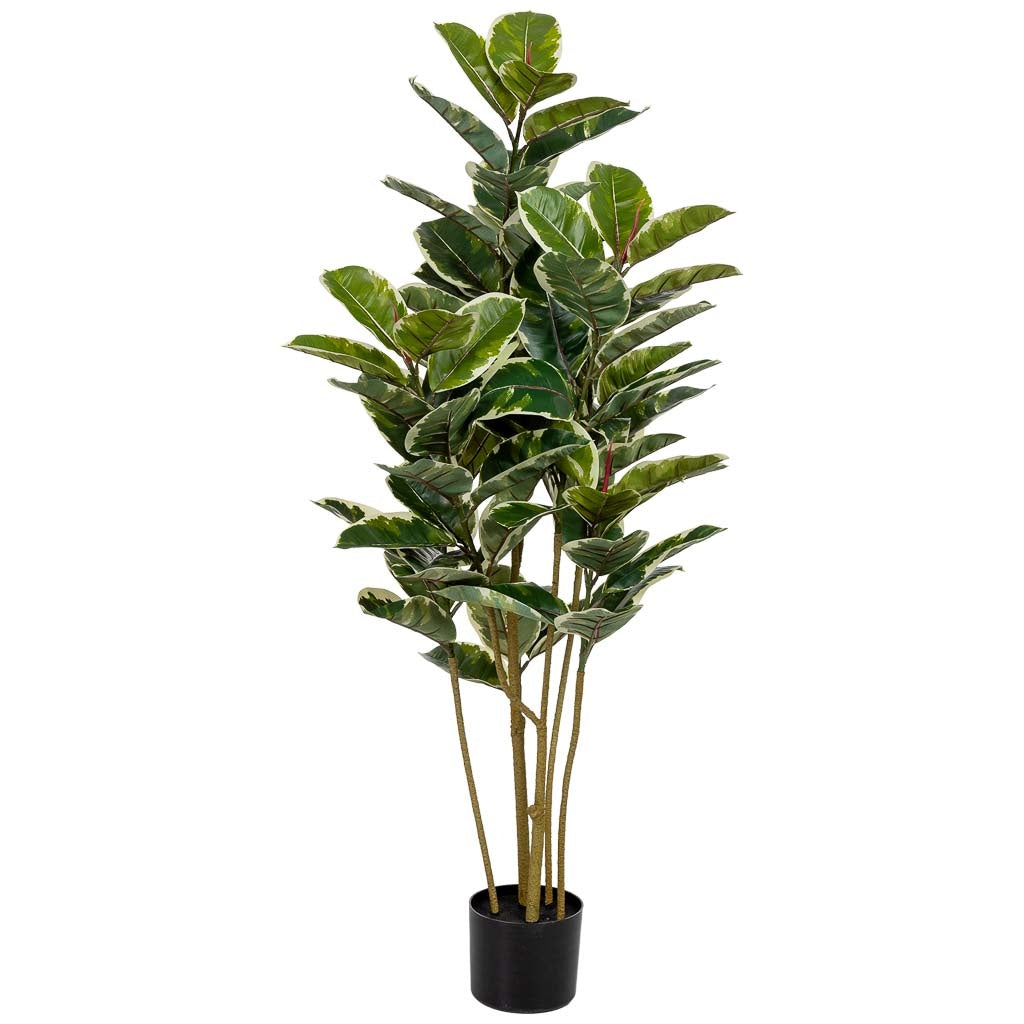Planta de roble