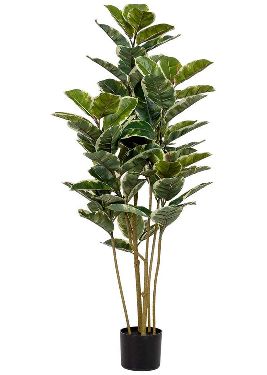 Planta de roble