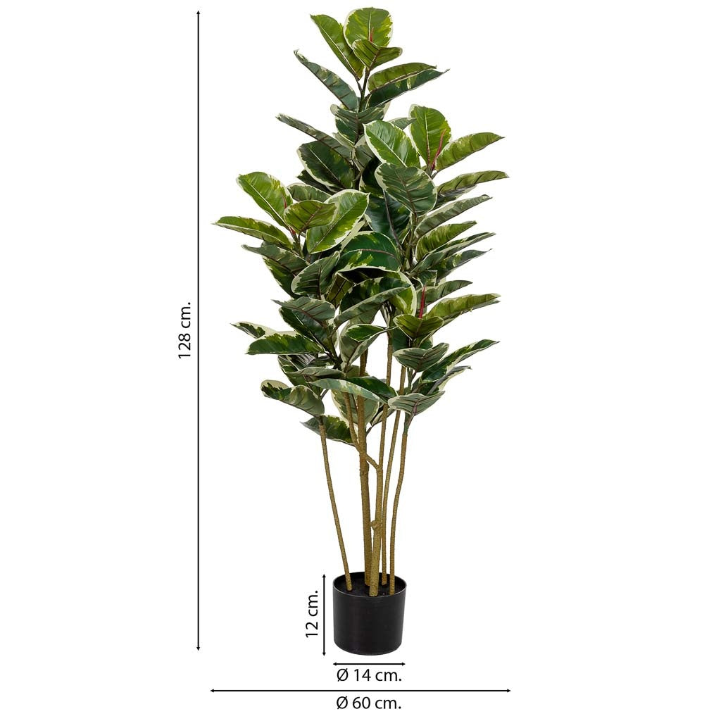 Planta de roble