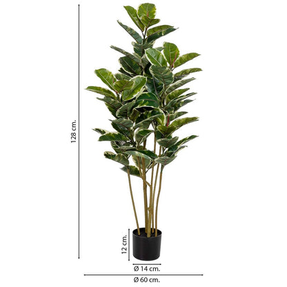 Planta de roble