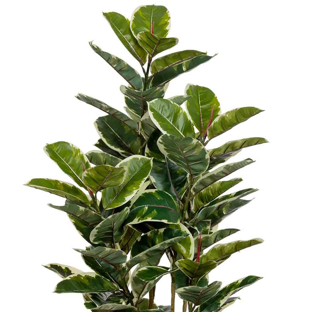 Planta de roble