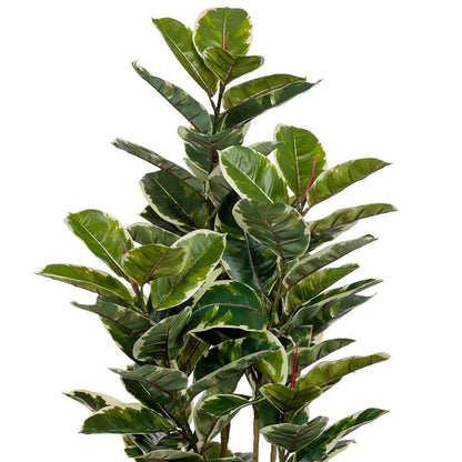 Planta de roble