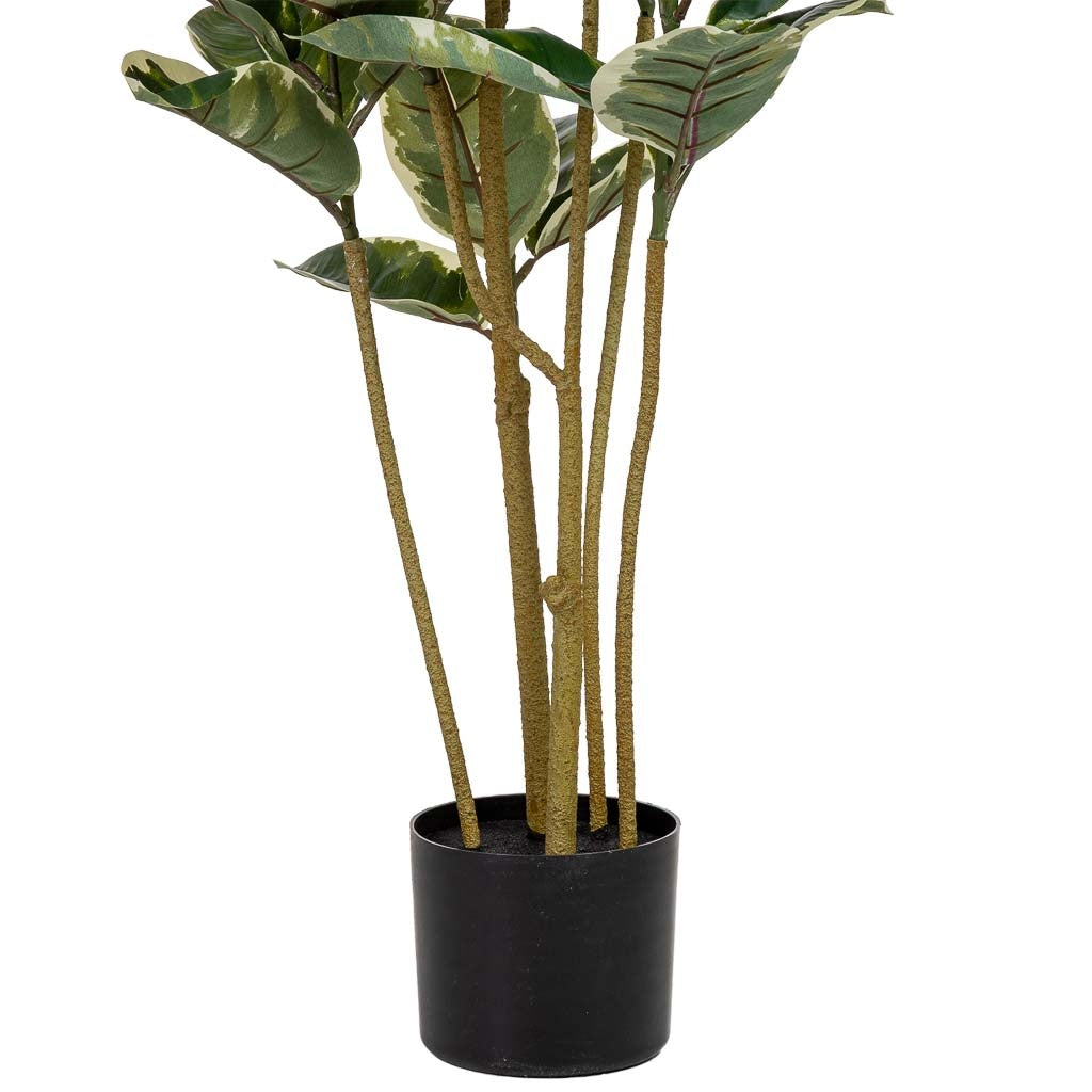 Planta de roble