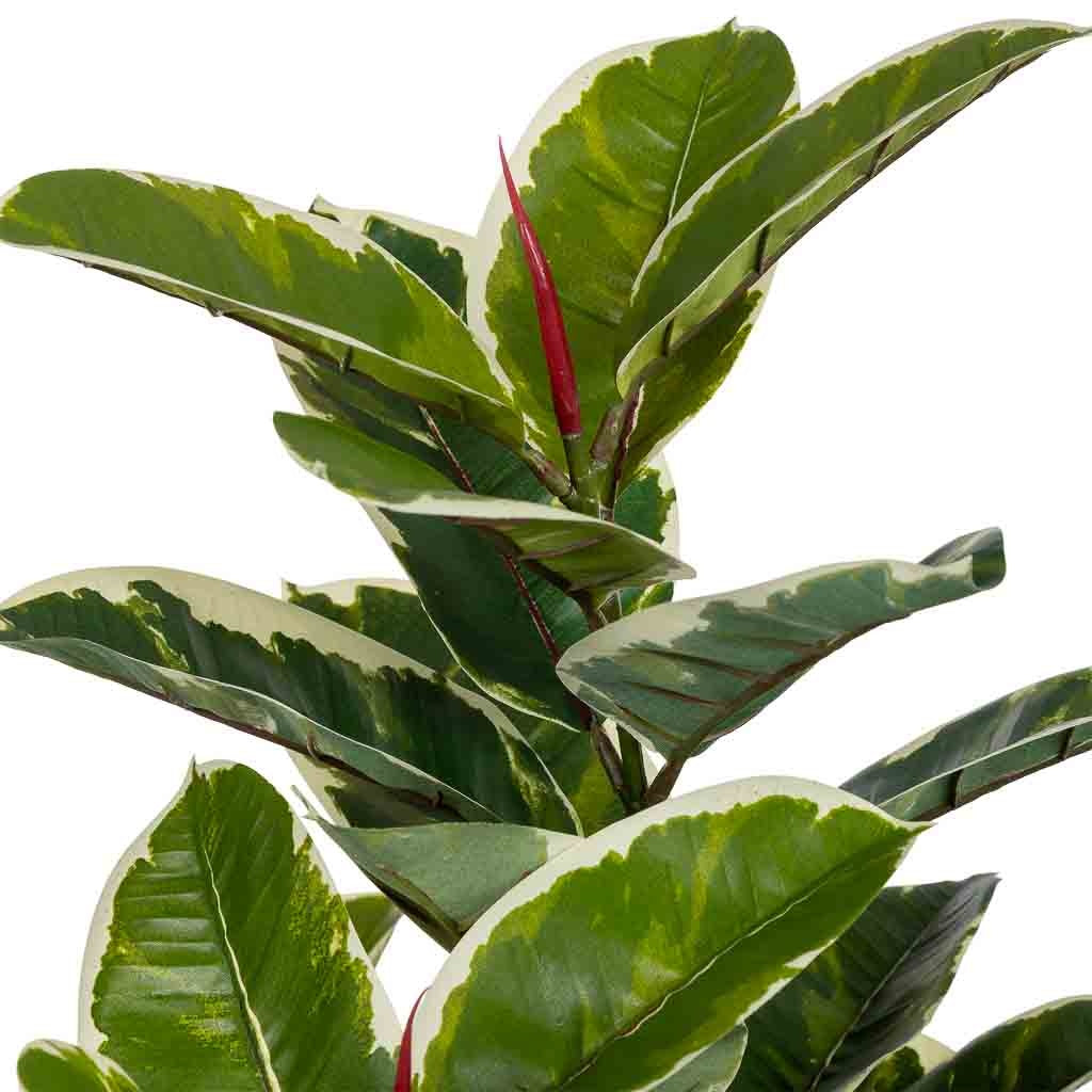 Planta de roble