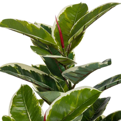 Planta de roble