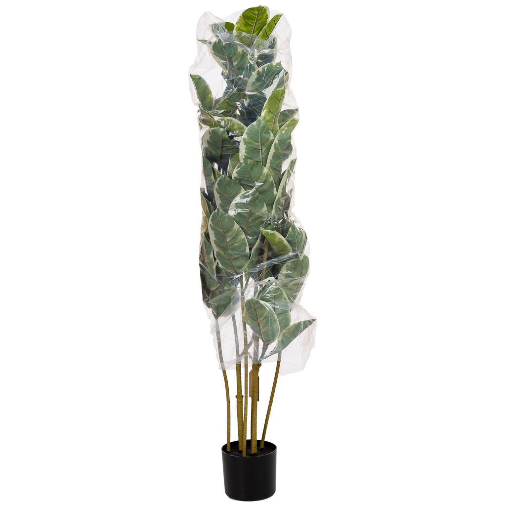 Planta de roble