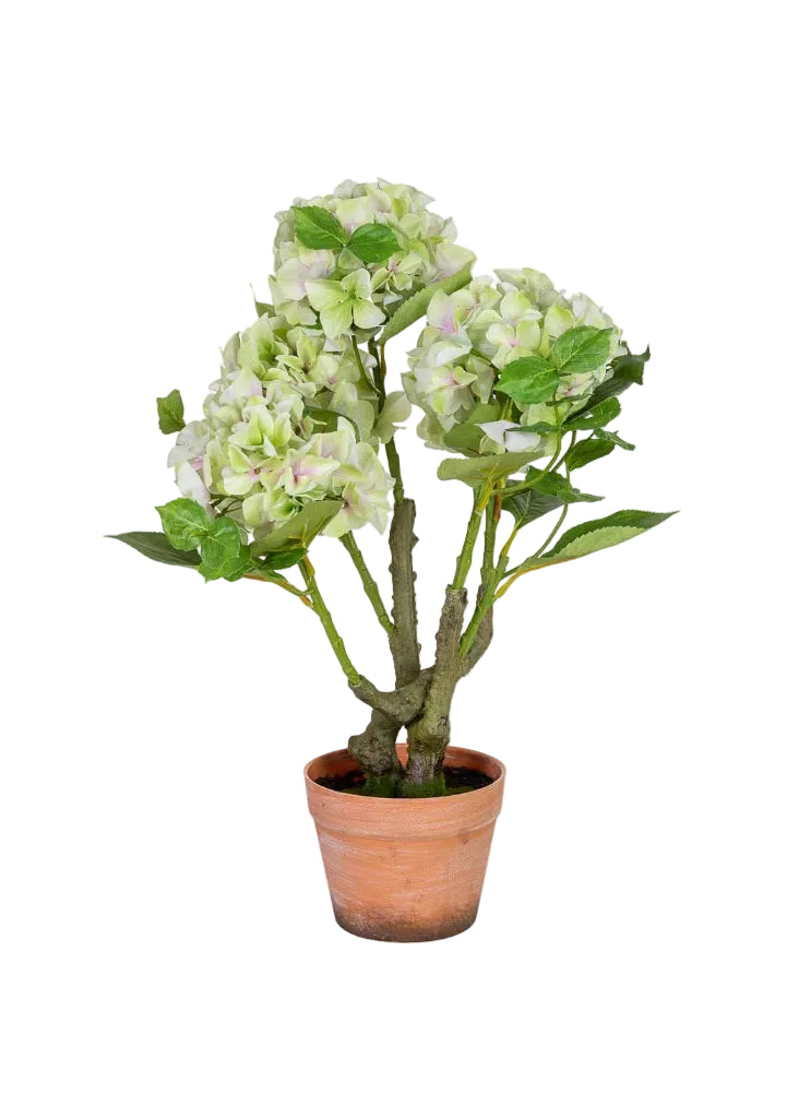Hortensia