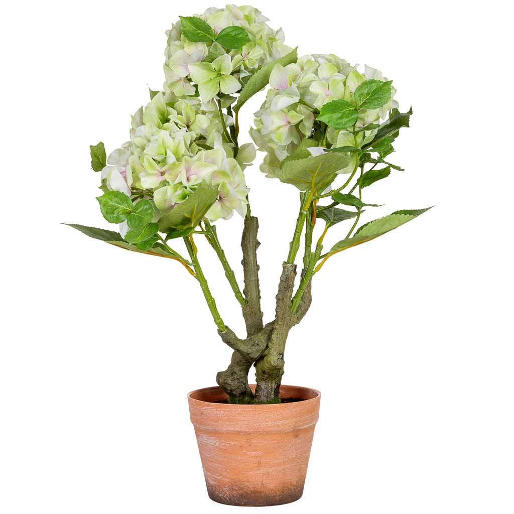 Hortensia